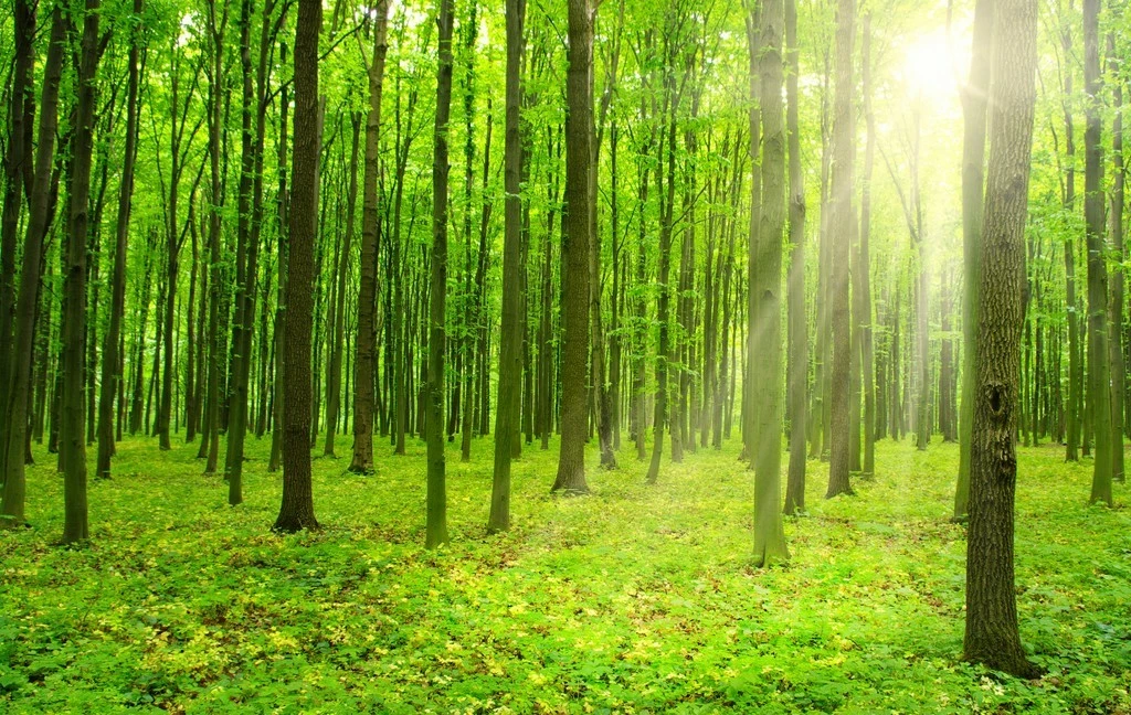 Terreau, gazon, traitement, végétal, semence boutique -Terreau, gazon, traitement, végétal, semence boutique 405559468212092938