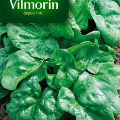 Graines D'Epinard Géant D'Hiver Vilmorin