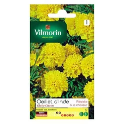 Graines D'Oeillet D'Inde Globe Citron Vilmorin