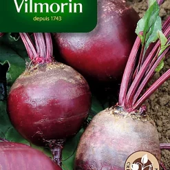 Graines De Betterave De Détroit 2 Race Préco Vilmorin