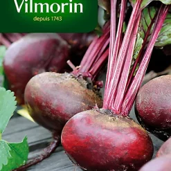 Graines De Betterave Noire D'Egypte Vilmorin