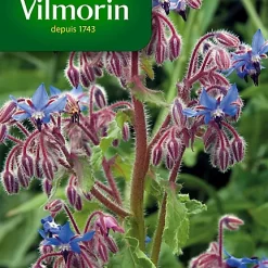 Vilmorin Graines De Bourrache Officinale
