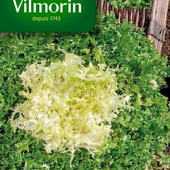 Vilmorin Graines De Chicorée Frisée De Meaux