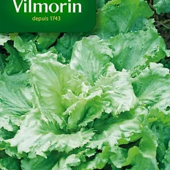 Vilmorin Graines De Chicorée Scarole Cornet D'Anjou