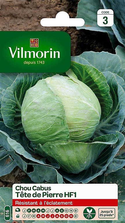 Vilmorin Graines De Chou Cabus Tête De Pierre Hybride F1 3 Vilmorin Graines De Chou Cabus Tête De Pierre Hybride F1