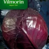 Vilmorin Graines De Chou Rouge Tête Noire 3 2 Vilmorin Graines De Chou Rouge Tête Noire 3 -Terreau, gazon, traitement, végétal, semence boutique graines de chou rouge tete noire 33211500007308 01c FR CF