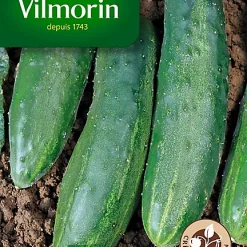 Graines De Concombre Le Généreux Vilmorin