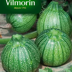 Graines De Courgette De Nice à Fruit Rond Vilmorin