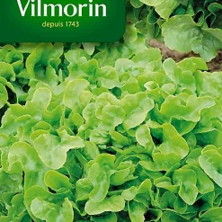 Graines De Laitue à Couper Salad Bowl Verte Vilmorin