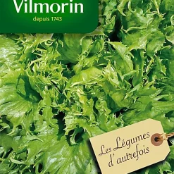 Graines De Laitue Batavia Reine Des Glaces Vilmorin