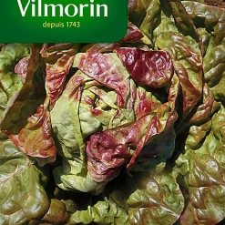 Graines De Laitue Pommée Brune D'Hiver Vilmorin