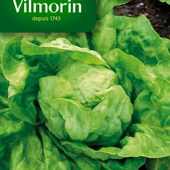 Graines De Laitue Pommée Merveille D'Hiver Vilmorin