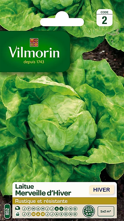 Graines De Laitue Pommée Merveille D'Hiver Vilmorin 3 Graines De Laitue Pommée Merveille D'Hiver Vilmorin