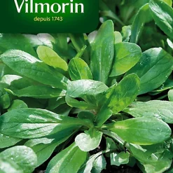 Graines De Mâche à Grosse Graine Vilmorin