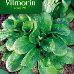 Graines De Mâche Vit Vilmorin