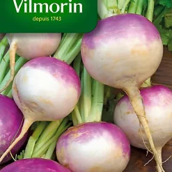 Graines De Navet De Nancy Vilmorin