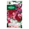 Graines De Phlox De Drummond Grande Fleur Variée Vilmorin -Terreau, gazon, traitement, végétal, semence boutique graines de phlox de drummond grande fleur variee vilmorin3211500009760 08c