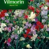 Graines De Pois De Senteur Galaxie Varié Vilmorin -Terreau, gazon, traitement, végétal, semence boutique graines de pois de senteur galaxie varie vilmorin3211500009814 01c FR CF