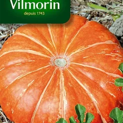 Graines De Potiron Rouge Vif D'Etampes Vilmorin