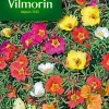 Graines De Pourpier Grande Fleur Simple Varié Vilmorin -Terreau, gazon, traitement, végétal, semence boutique graines de pourpier grande fleur simple varie vilmorin3211500009883 01c FR CF