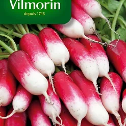 Graines De Radis Flamboyant Vilmorin