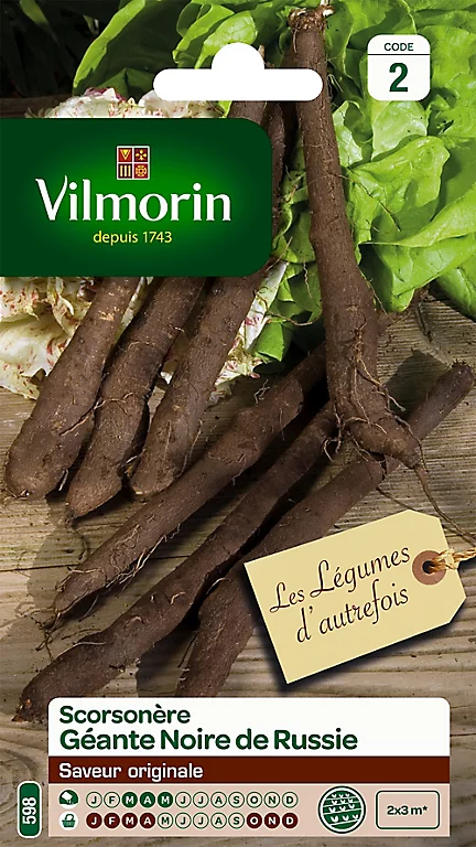 Graines De Scorsonère Géante Noire De Russie Vilmorin 3 Graines De Scorsonère Géante Noire De Russie Vilmorin