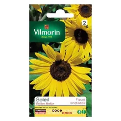 Vilmorin Graines De Soleil Golden Hedge