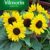 Vilmorin Graines De Tournesol Suntastic F1 VL3 -Terreau, gazon, traitement, végétal, semence boutique graines de tournesol suntastic f1 vl33182670275777 01c FR CF