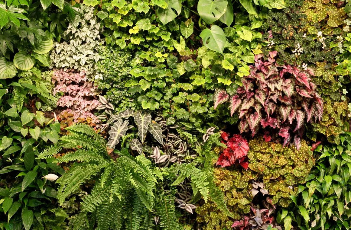 Terreau, gazon, traitement, végétal, semence boutique -Terreau, gazon, traitement, végétal, semence boutique mur vegetal